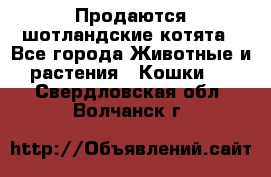 Продаются шотландские котята - Все города Животные и растения » Кошки   . Свердловская обл.,Волчанск г.